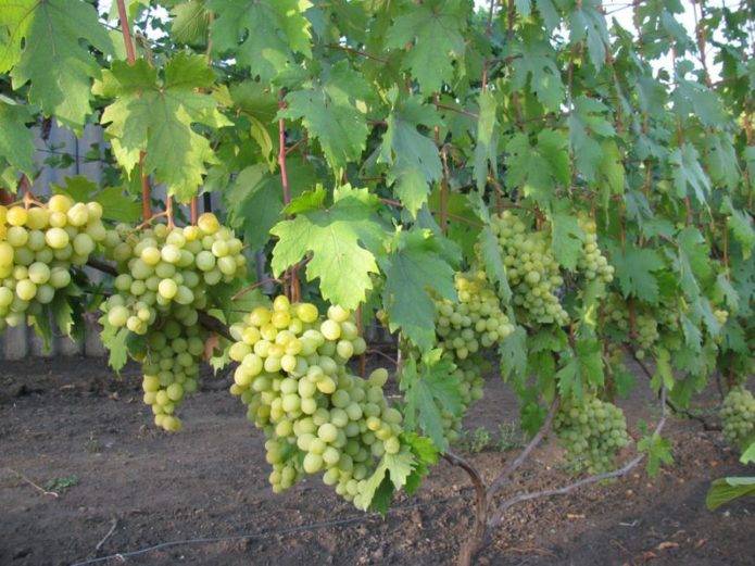 Виноград «валек» (valek): характеристика и описание сорта, посадка и уход, фото