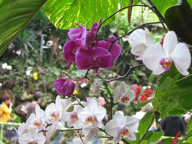 Фаленопсисы в природе: фото, внешний вид дикой орхидеи, ее сравнение с домашней, как и где растет цветок, за что получил определение чуда selo.guru — интернет портал о сельском хозяйстве