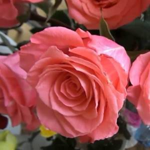 Роза флорибунда - выращивание, посадка и уход