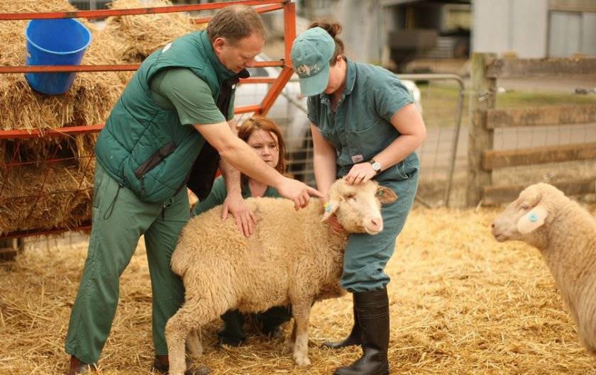 Как кормить овец - овцеводство - животноводство - собственник