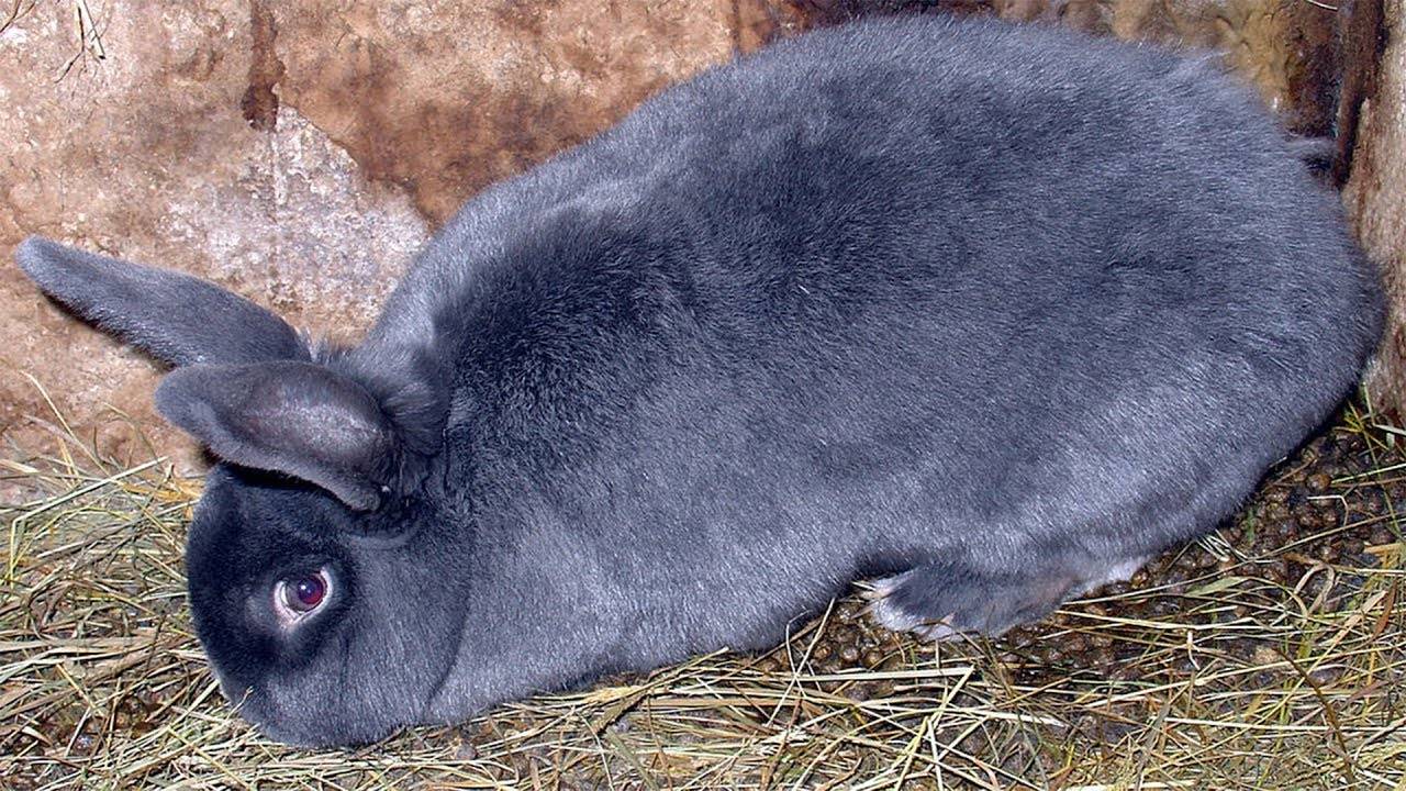 Венский голубой кролик: фото, описание