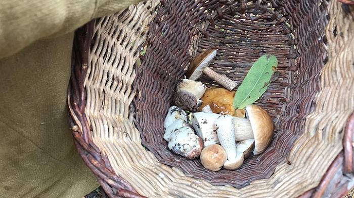 Как правильно собирать грибы | методы сбора грибов | советы грибников