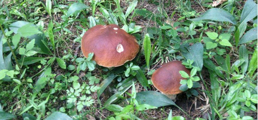 Сатанинский гриб. описание, где растет, похожие виды, фото
