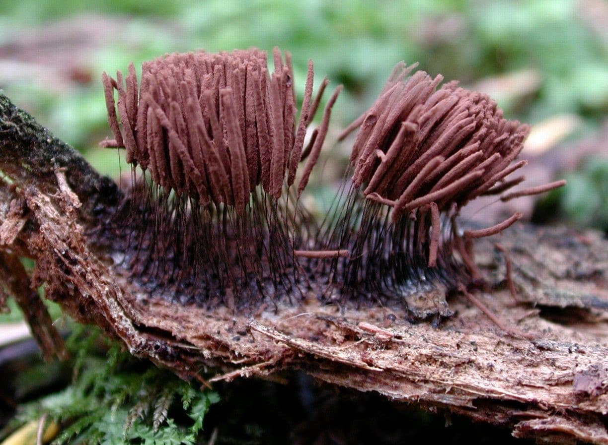 Общая характеристика царства грибы. отдел слизевики и отдел грибы