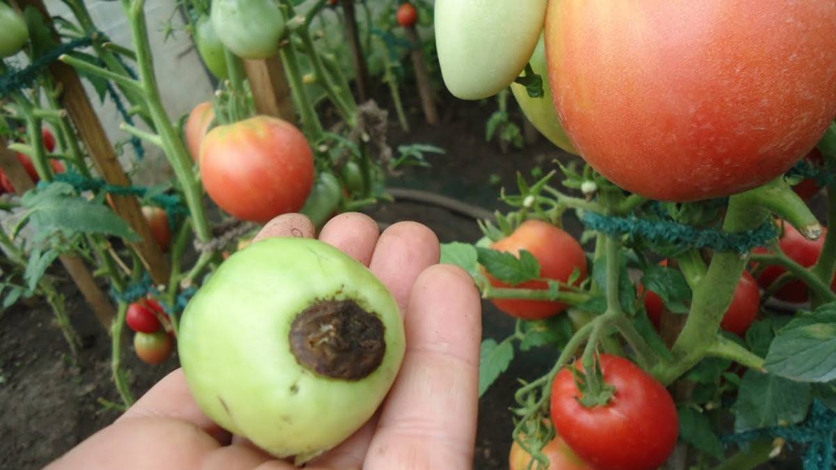 Борная кислота для растений: применение на помидоры, огурцы, перцы, как опрыскивать растения, народные средства