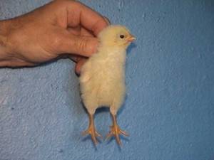 Как определить пол цыпленка, петух или курица?