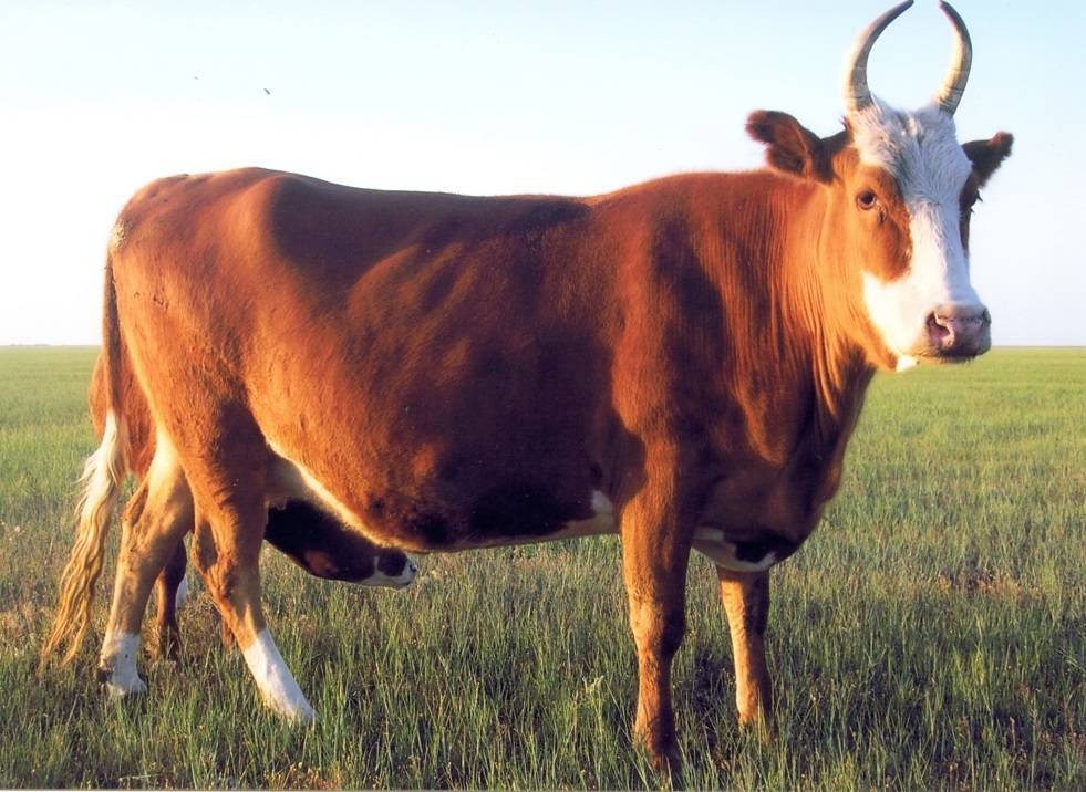 Описание калмыцкой породы коров, их фото и видео
описание калмыцкой породы коров, их фото и видео