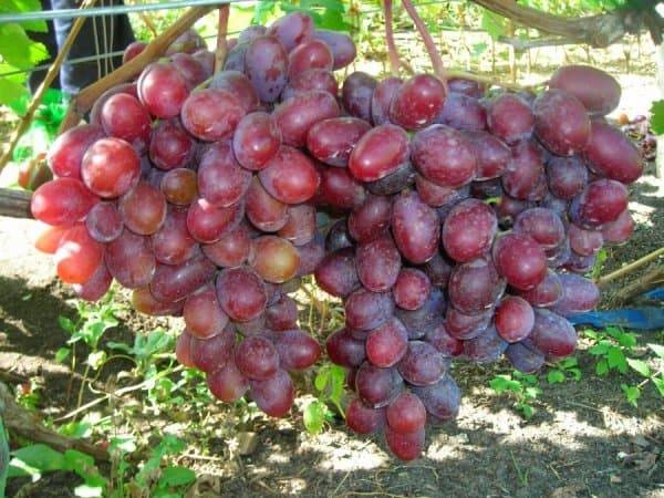 Сорт винограда алвика: фото, отзывы, описание, характеристики.