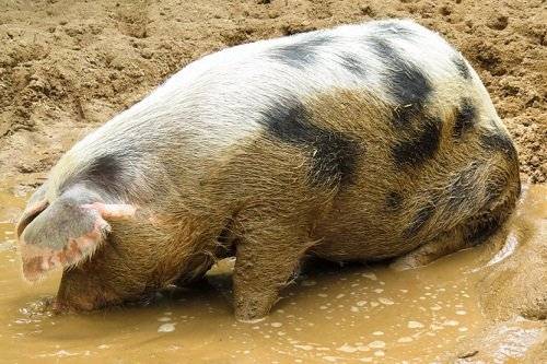 К чему снятся свиньи: живые, большие, свинья во сне женщине.