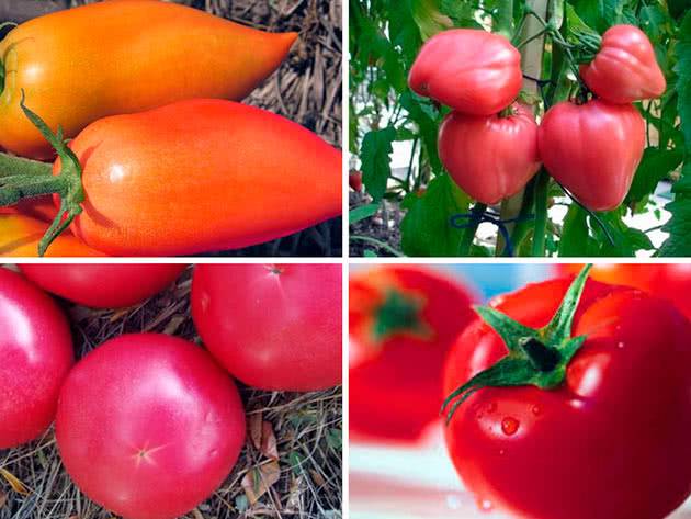 Как выращивать помидоры под укрывным материалом - дневник садовода parnikisemena.ru