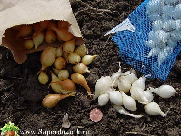 Сажать лук весной в открытый грунт: когда и как правильно, чтобы были крупные головки, какие сорта репчатого овоща пригодны для посадки севка, также подготовка семян