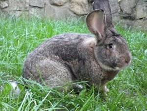 Кролики породы фландр - характеристики и описание породы, разведение с фото и видео | россельхоз.рф