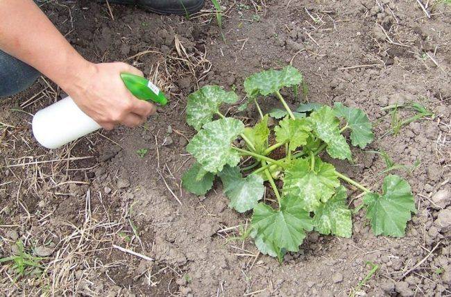 Правильный уход и технология выращивания кабачков в открытом грунте