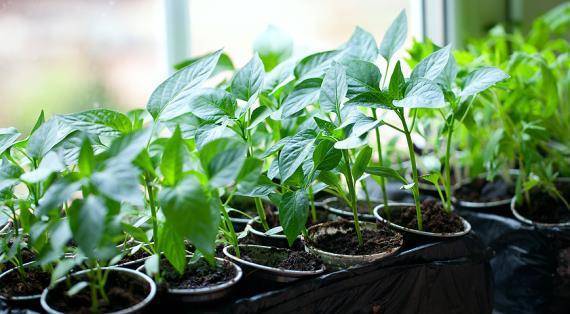 Как правильно сеять в торфяные таблетки семена растений