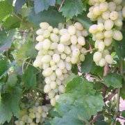 Виноград изюминка: описание сорта с характеристикой и отзывами, особенности посадки и выращивания, фото