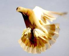 Агараны – туркменские бойные голуби. чем примечательны и за что ценятся
