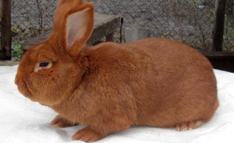 Породы карликовых кроликов с фотографиями, названиями и описанием
