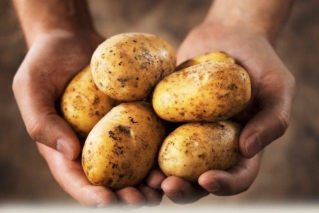 Почему чернеет картошка внутри и можно ли ее есть