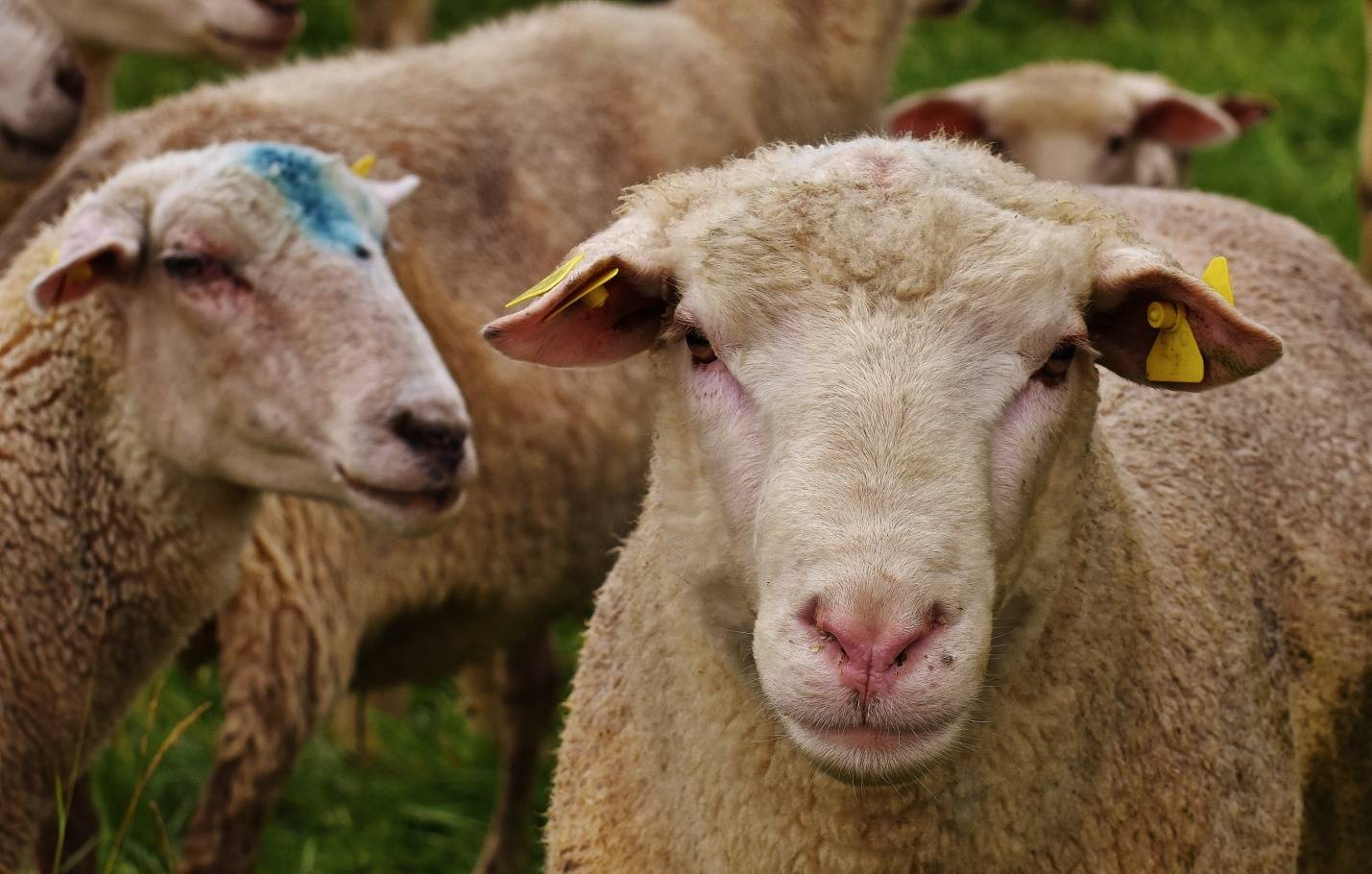 Брадзот овец - симптомы и лечение, вакцинация 2020