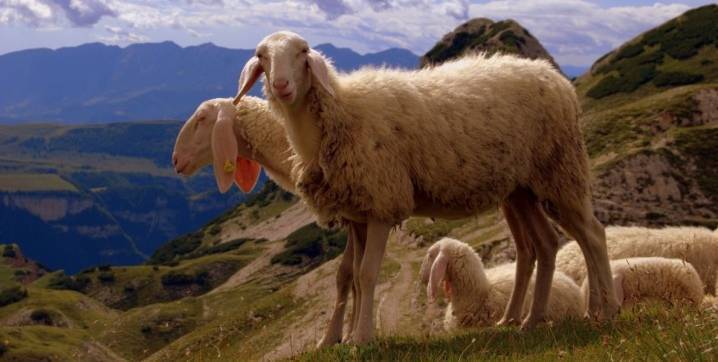 Английские традиции в российских реалиях: куйбышевская порода овец