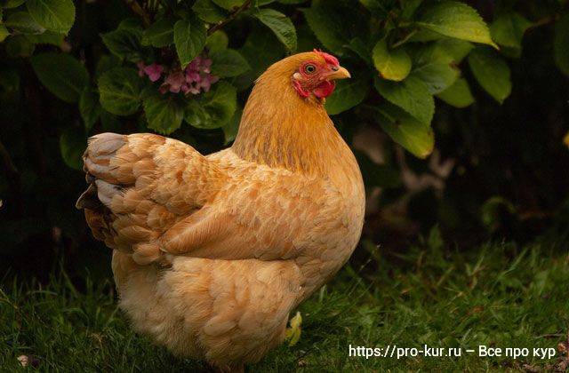 Линька у кур: несушек, виды линьки, чем кормить кур