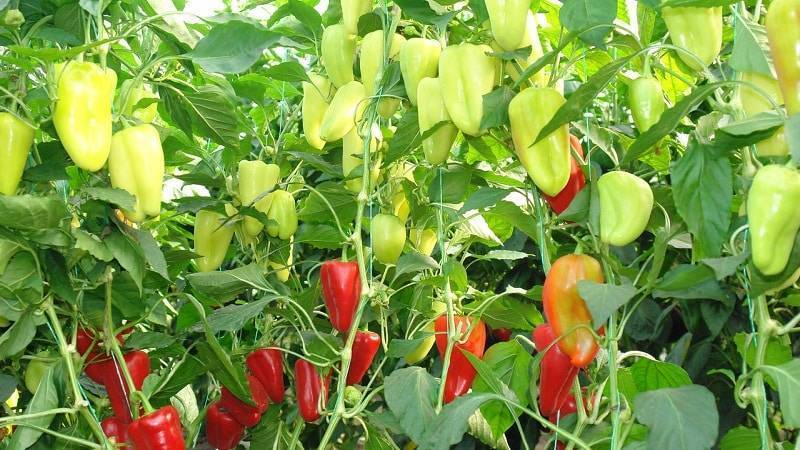 Характеристика и описание гибрида перца джипси f1, выращивание и уход