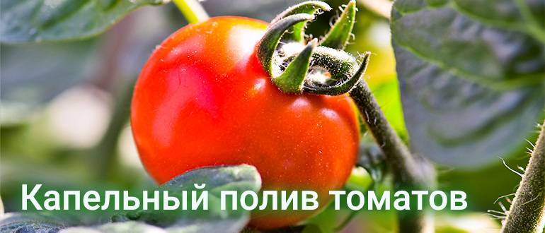 Полив помидор в теплице: как часто, нормы, сроки