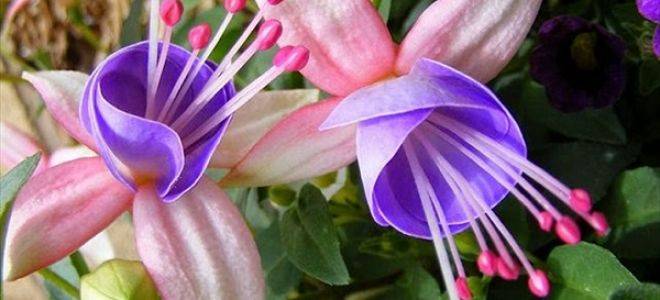 Положительные и негативные приметы и суеверия про различные цветы в доме