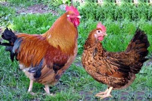 Особенности выращивания и разведения Кучинской юбилейной породы кур