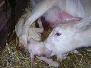 Послеродовый отек молочной железы коз отек вымени у козы после окота – лечение, профилактика