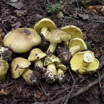 Грибной сайт - съедобные грибы