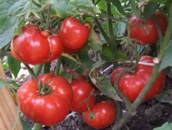 Описание томатов сорта «Ирина»: особенности выращивания