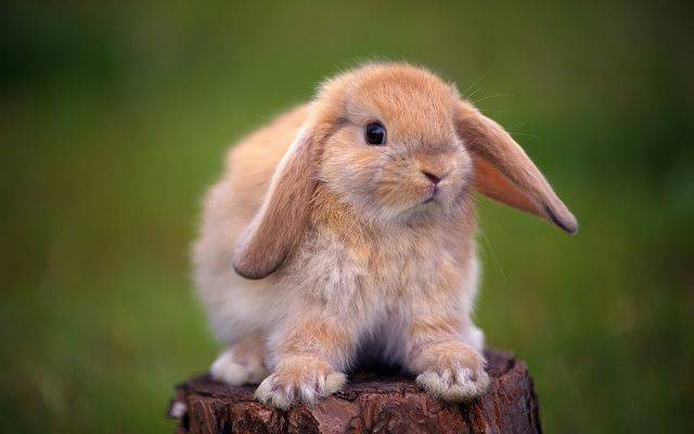 Сколько живут декоративные кролики в домашних условиях