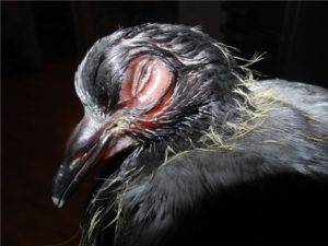 Болезни голубей — симптомы, профилактика и лечение инфекционных и неинфекционных заболеваний (140 фото)