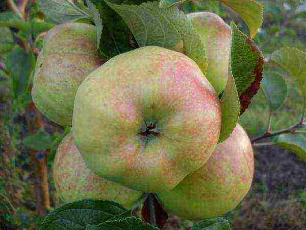 Яблоня «заветное»: описание сорта, фото и отзывы