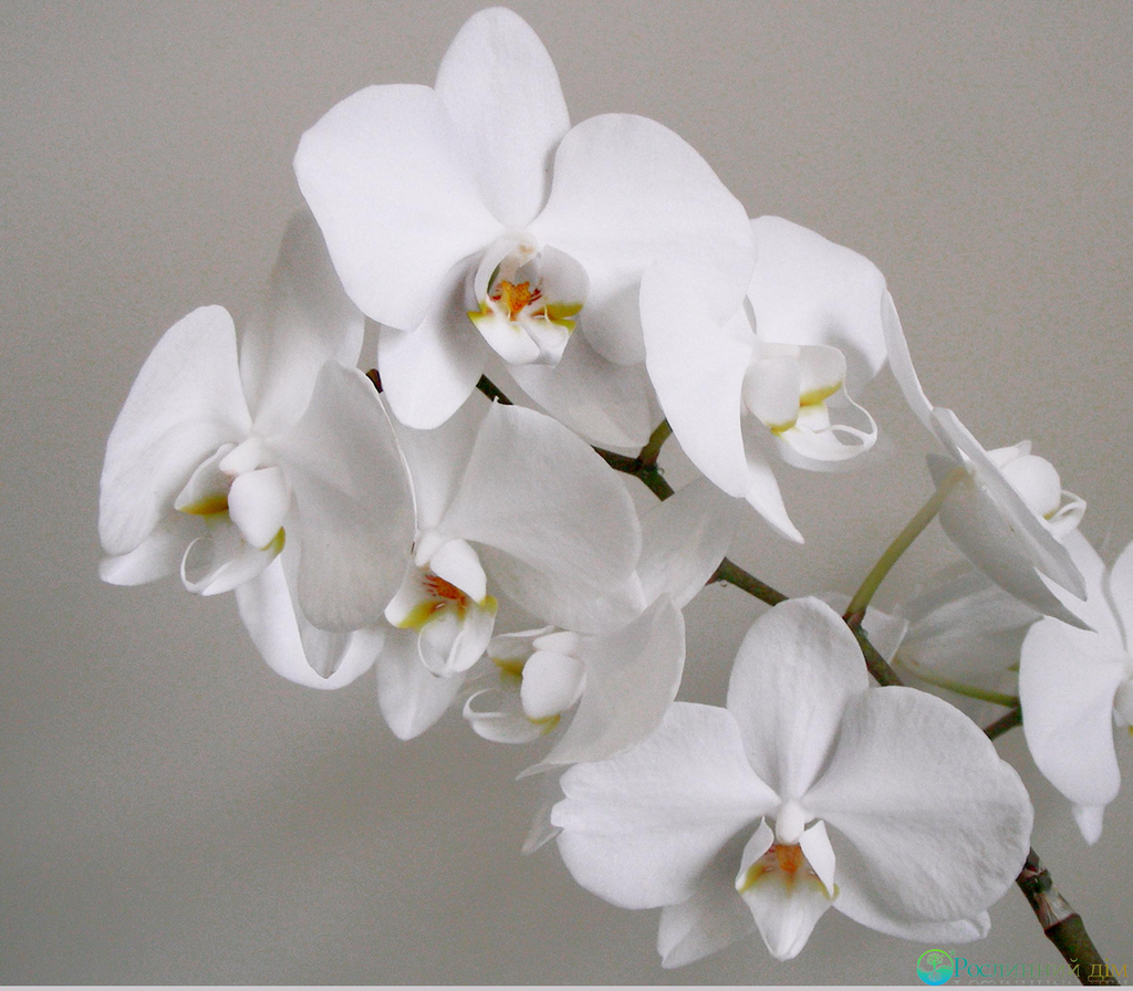 Сорта орхидей фаленопсис название с описанием, фото