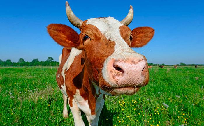 Сколько в среднем весит корова и как измерить ее вес
сколько в среднем весит корова и как измерить ее вес