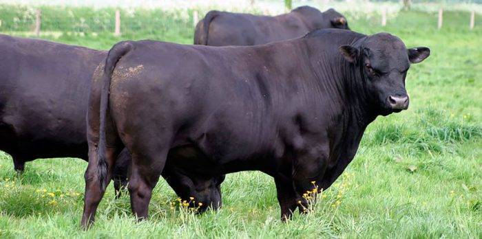 Абердин-ангусская порода коров - характеристика мясного крс 2021