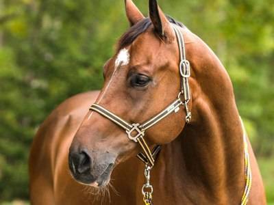 Седловка лошадей: подготовка животного, последовательность седловки, управление лошадью, фото