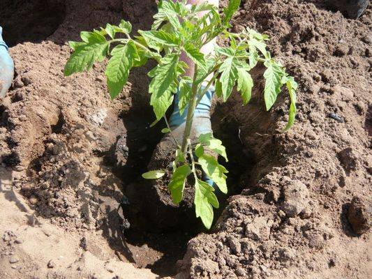Посадка семян томатов на рассаду: правила посева и выращивания
