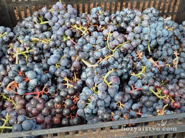 Сорт винограда «золотой потапенко»: характеристика и описание с фотографией гроздей