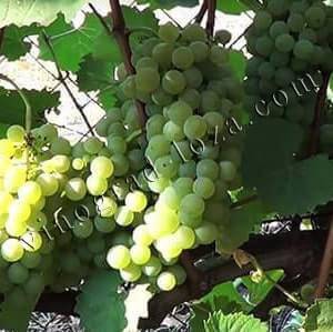 Виноград ранний магарача - мир винограда - сайт для виноградарей и виноделов