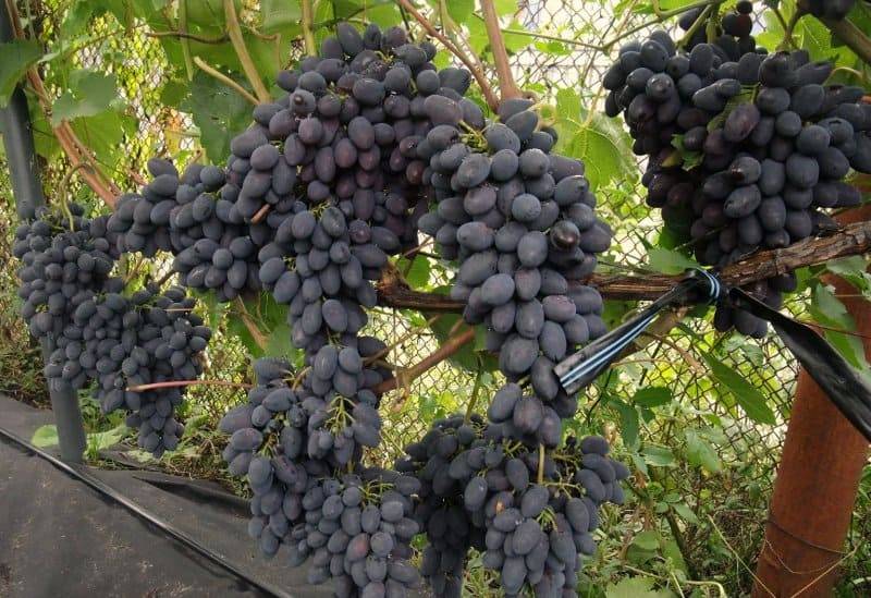 Виноград кодрянка: описание и особенности выращивания сорта