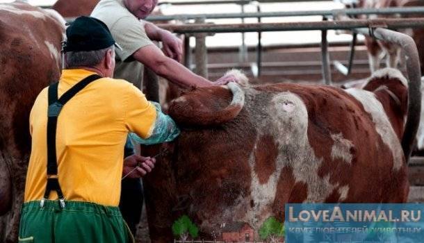 Искусственное осеменение коров – способы оплодотворения крс 2021