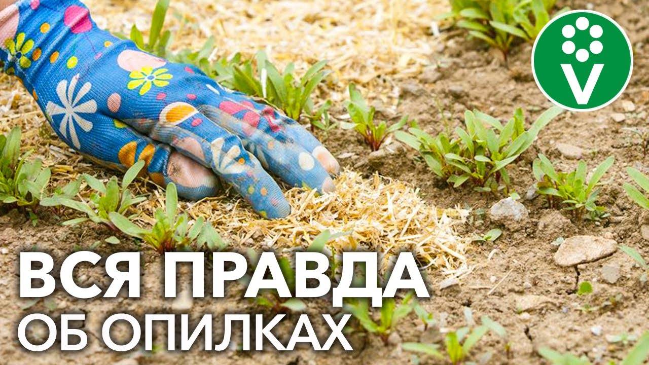 Нюансы мульчирования опилками: плюсы и минусы использования на почве и в теплице