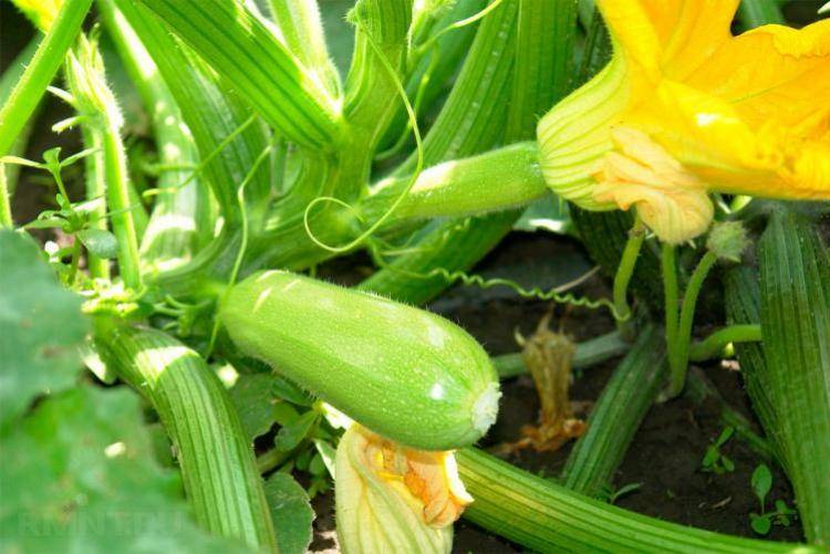 Выращивание ранних кабачков – семенами или рассадой