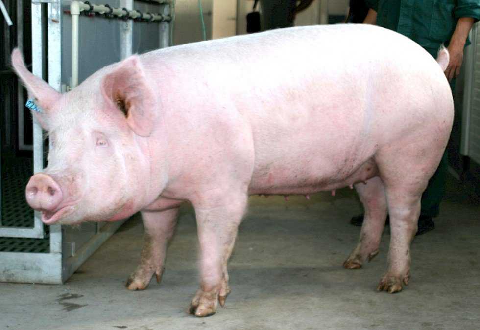 Корм для свиней в домашних условиях: рецепты, состав, как сделать своими руками