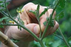 Как пасынковать помидоры в открытом грунте | вырасти сад!