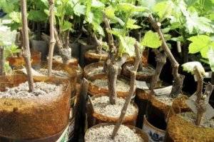 Как посадить виноград осенью черенками?