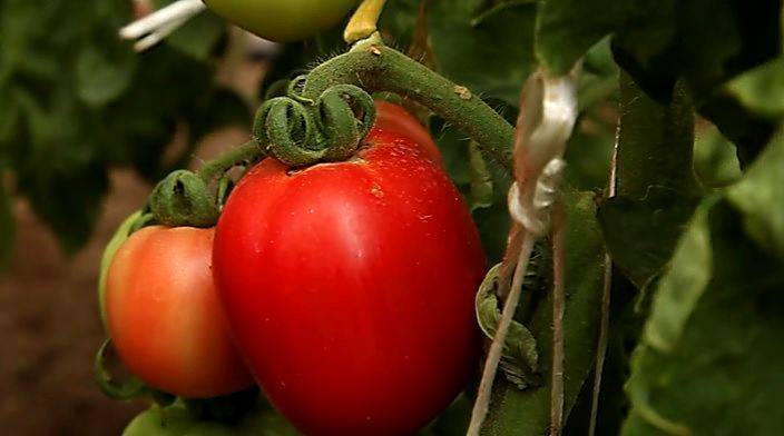 Ранний и неприхотливый сорт помидоров столыпин